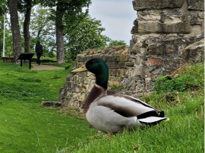 Bird Survey Volunteer